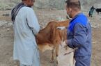 ارائه ۲۷۷ هزار خدمت رایگان دامپزشکی به مناطق محروم عشایری و روستایی استان سیستان و بلوچستان
