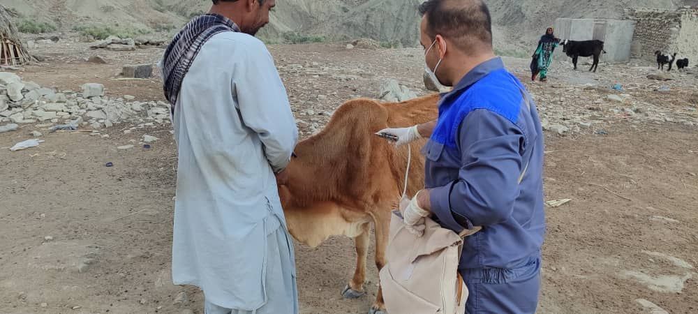 ارائه ۲۷۷ هزار خدمت رایگان دامپزشکی به مناطق محروم عشایری و روستایی استان سیستان و بلوچستان