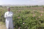 برداشت گل محمدی ۳۵ هکتار از باغات شهرستان تفتان