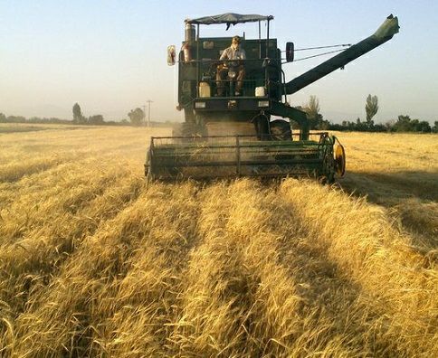 برداشت ۷۰ درصد گندم مزارع شهرستان زاهدان