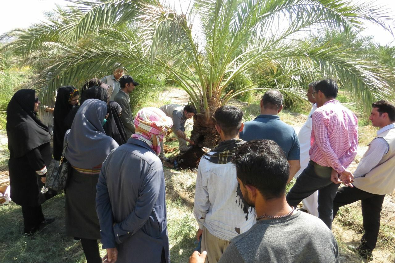 مبارزه با آفت سوسک سرخرطومی خرما در بیش از ۷۰۰ هکتار نخیلات شهرستان زاهدان